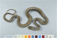 藏品(臭青公)的圖片